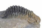 Detailed Crotalocephalina Trilobite - Atchana, Morocco #359588-1
